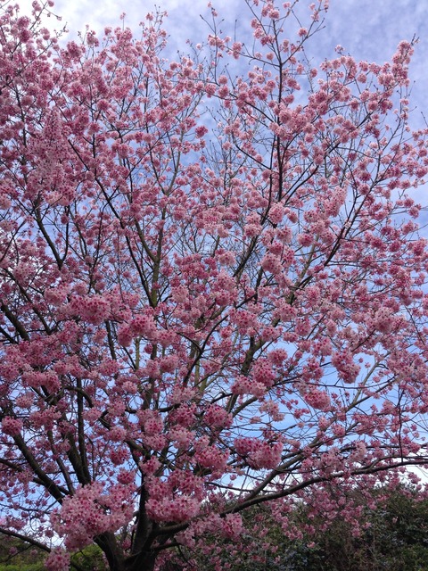 ロサンゼルス 春のお花見スポット5選＋α 桜 サクラ : まぐやまの
