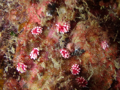 P9131325