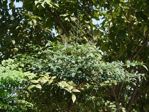 P1010060