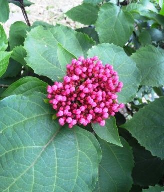 花1