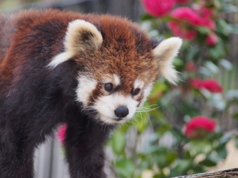 【レッサーパンダ】【2点まとめ】 2016年に会ったレッサーパンダたち～東北・北関東編 : レッサーパンダ