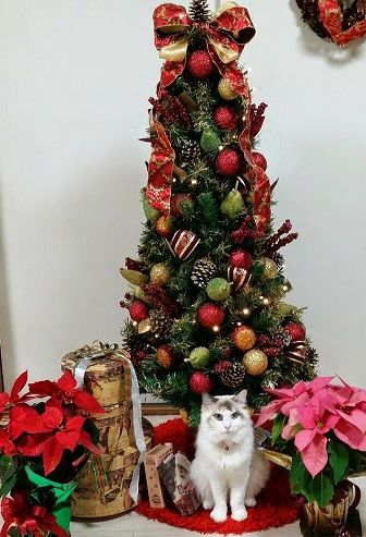 201412実家のネコ