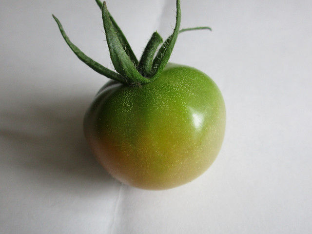 resize0099