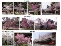 桜1