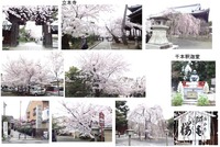 hanami1