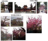淀水路の河津さくら