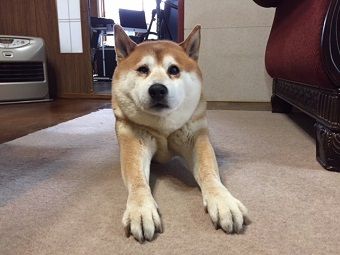 dai2