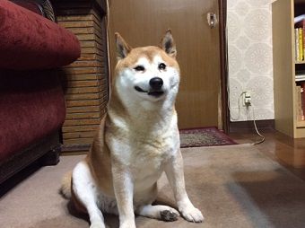 dai4