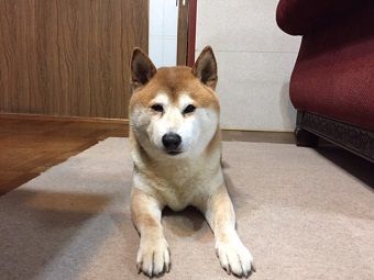 dai3
