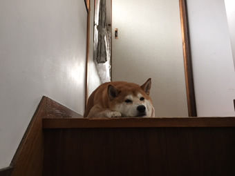 dai1