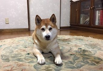 dai5