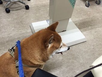 dai4
