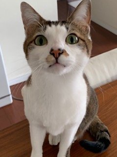 20181102みく1