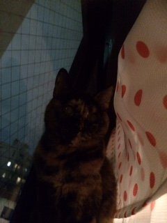 20151011ぴぴ2