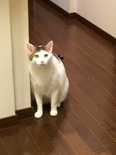 20151112コボくんたち1