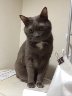 ぎどら20146