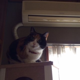 梅1がつ
