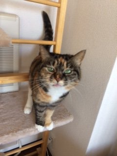 20170225すばきちゃめ1