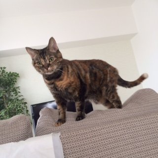 20150930ねぎとろ1
