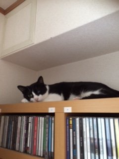 20150812しろちび1