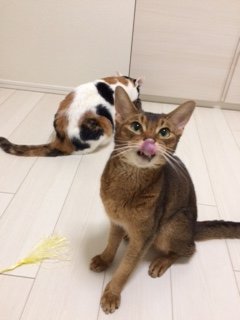 20180914こはるり1