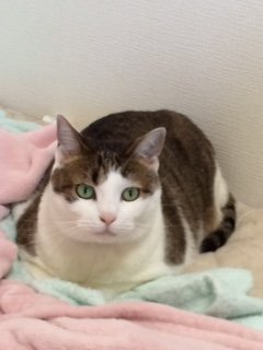 20151023にゃあくんたち1