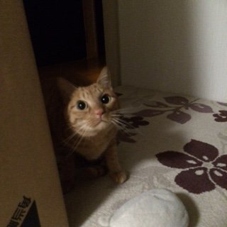 20150101まめとら1
