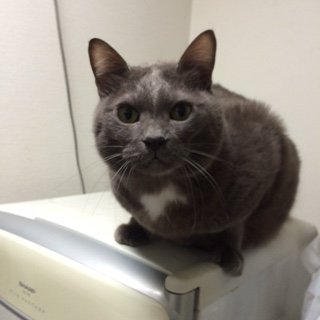 20141212ぎどら4