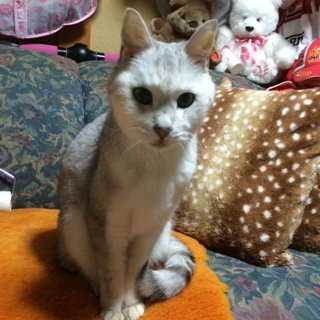 20150101しるく1