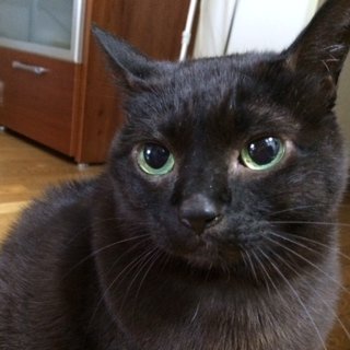 くろたん