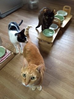 20151015くろとらぱん