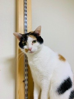 20181111こはくるり2