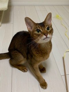 20181111こはくるり1