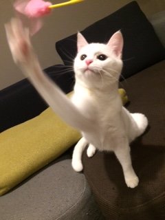 20170121ふうためい1