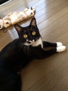 20151023にゃあくんたち4