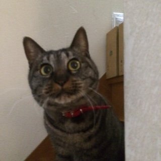 20150101おはぎ1