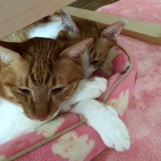 ちことら201501