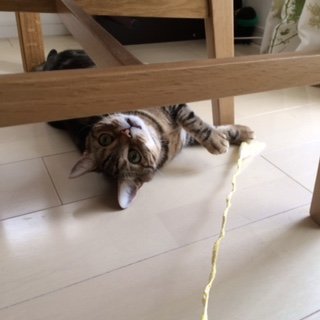 20150930ねぎとろ3