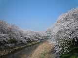 0330音羽川02