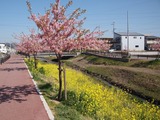 0316西古瀬川01