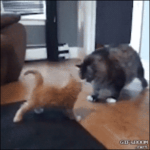 ねこ　 [無断転載禁止]©bbspink.com	YouTube動画>6本 ->画像>1403枚 