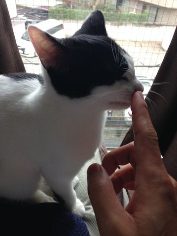 ねこ335