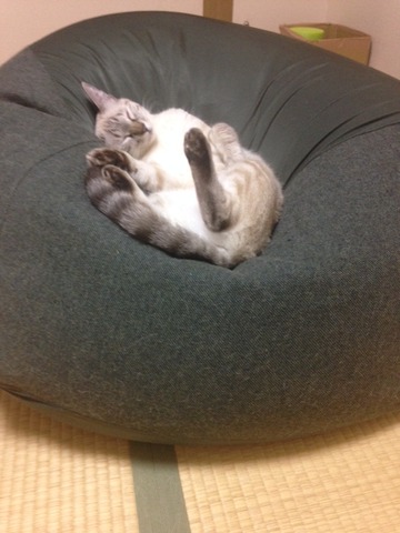ねこ441