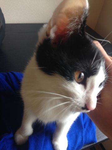 ねこ273