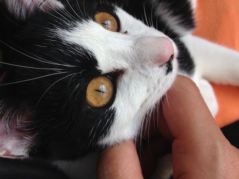 ねこ340