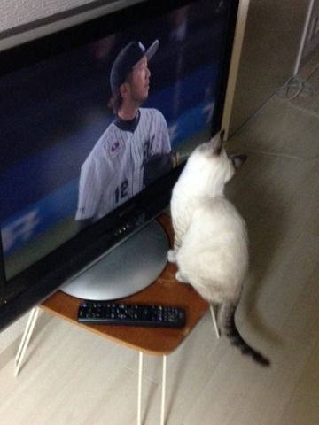 ねこ428
