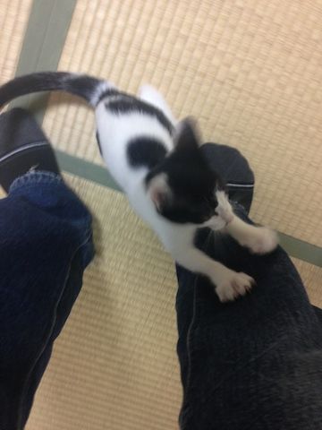 ねこ269