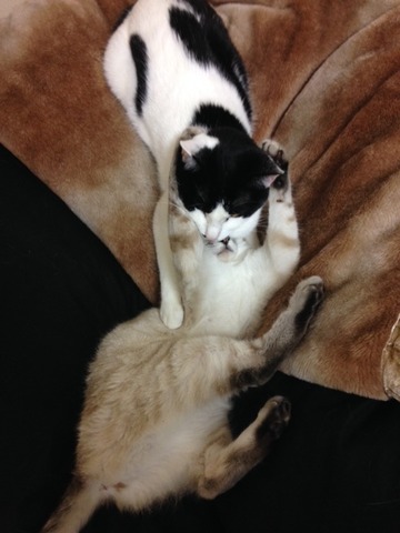ねこ425