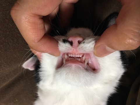 ねこ343