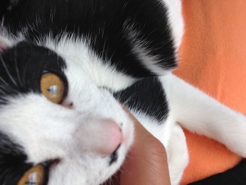 ねこ339